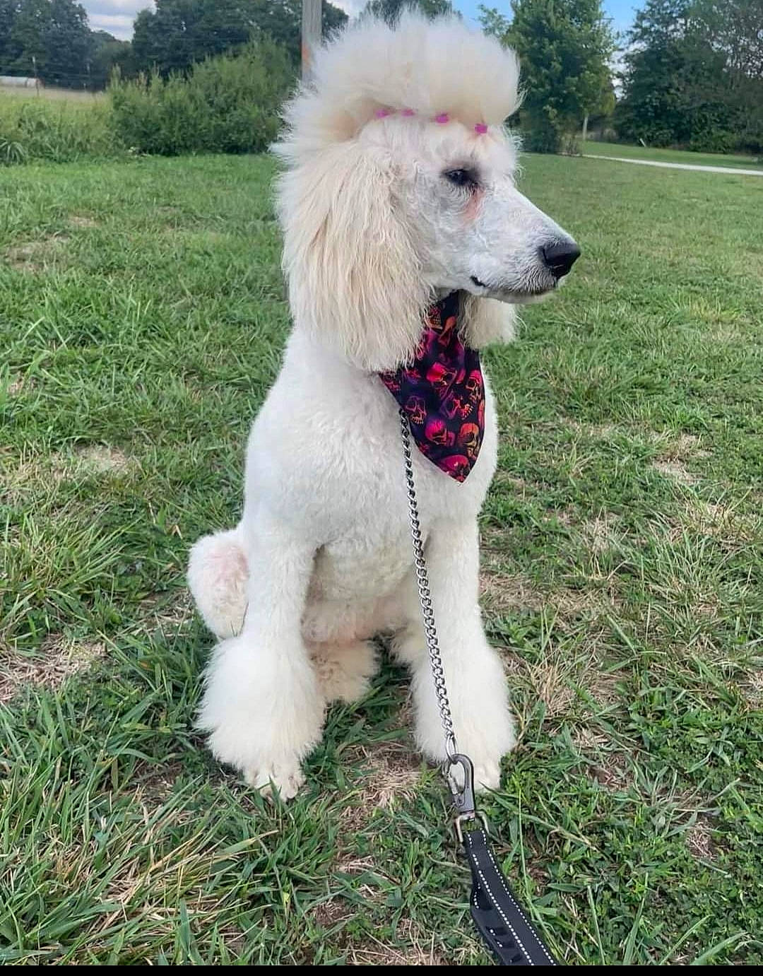 Iris joined the competition — help win amazing prizes! carnivore, collar, companion_dog, dog, dog_breed, dog_collar, dog_supply, fawn, grass, leash, pet_supply, plant, poodle, sky, sporting_group, tail, toy_dog, tree, water_dog, working_animal