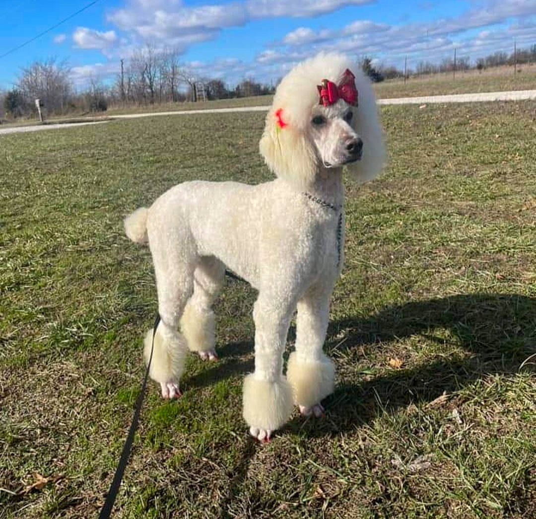 Iris is registered to the contest to win money with this photo: canidae, carnivore, cloud, companion_dog, dog, dog_breed, dog_collar, fawn, grass, leash, poodle, sheep, sky, snout, sporting_group, tail, terrier, tree, water_dog, working_animal