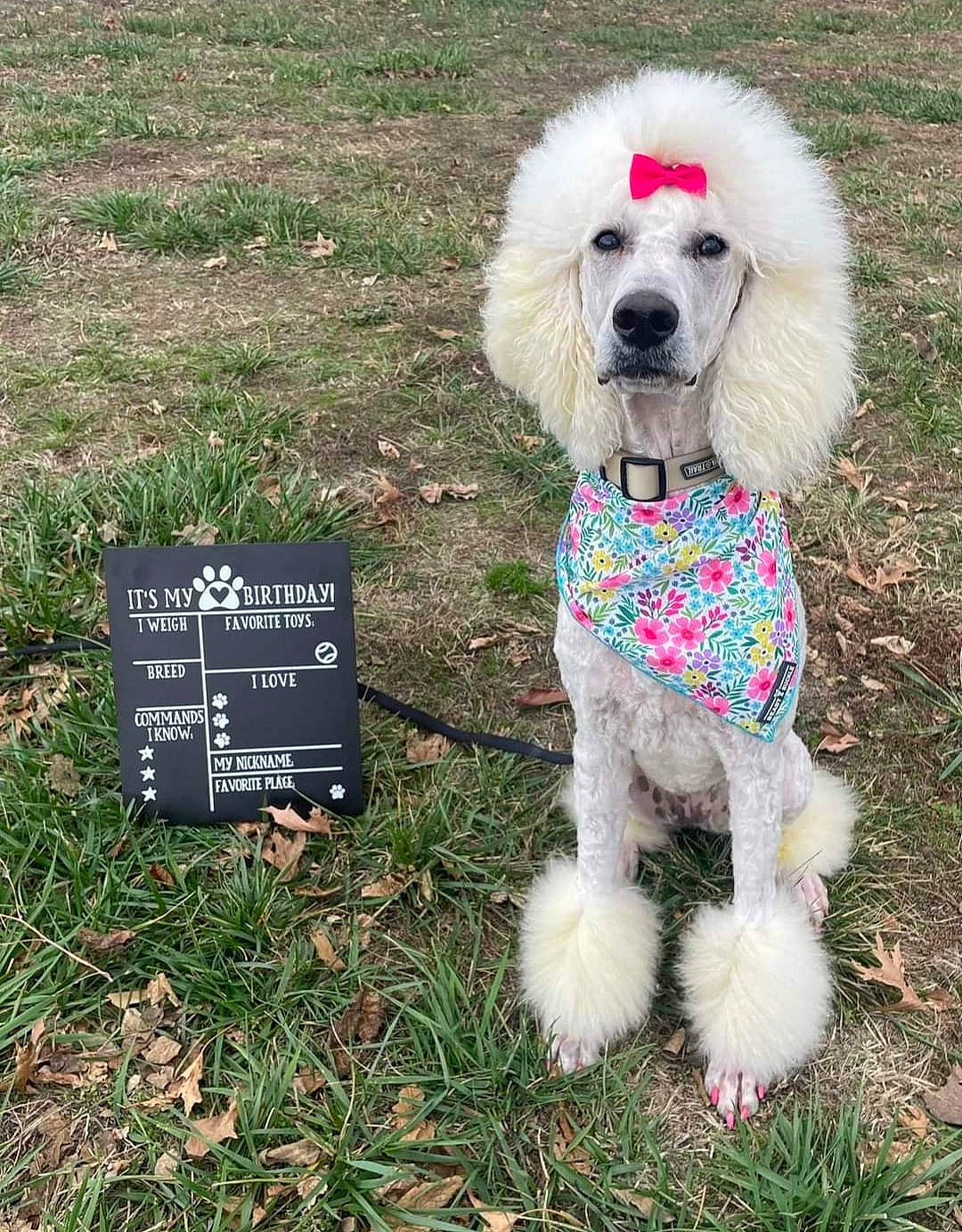 Iris is registered to the contest to win money with this photo: carnivore, collar, companion_dog, dog, dog_breed, dog_clothes, dog_collar, dog_supply, fawn, grass, leash, pet_supply, plant, poodle, snout, standard_poodle, tail, terrier, toy_dog, water_dog