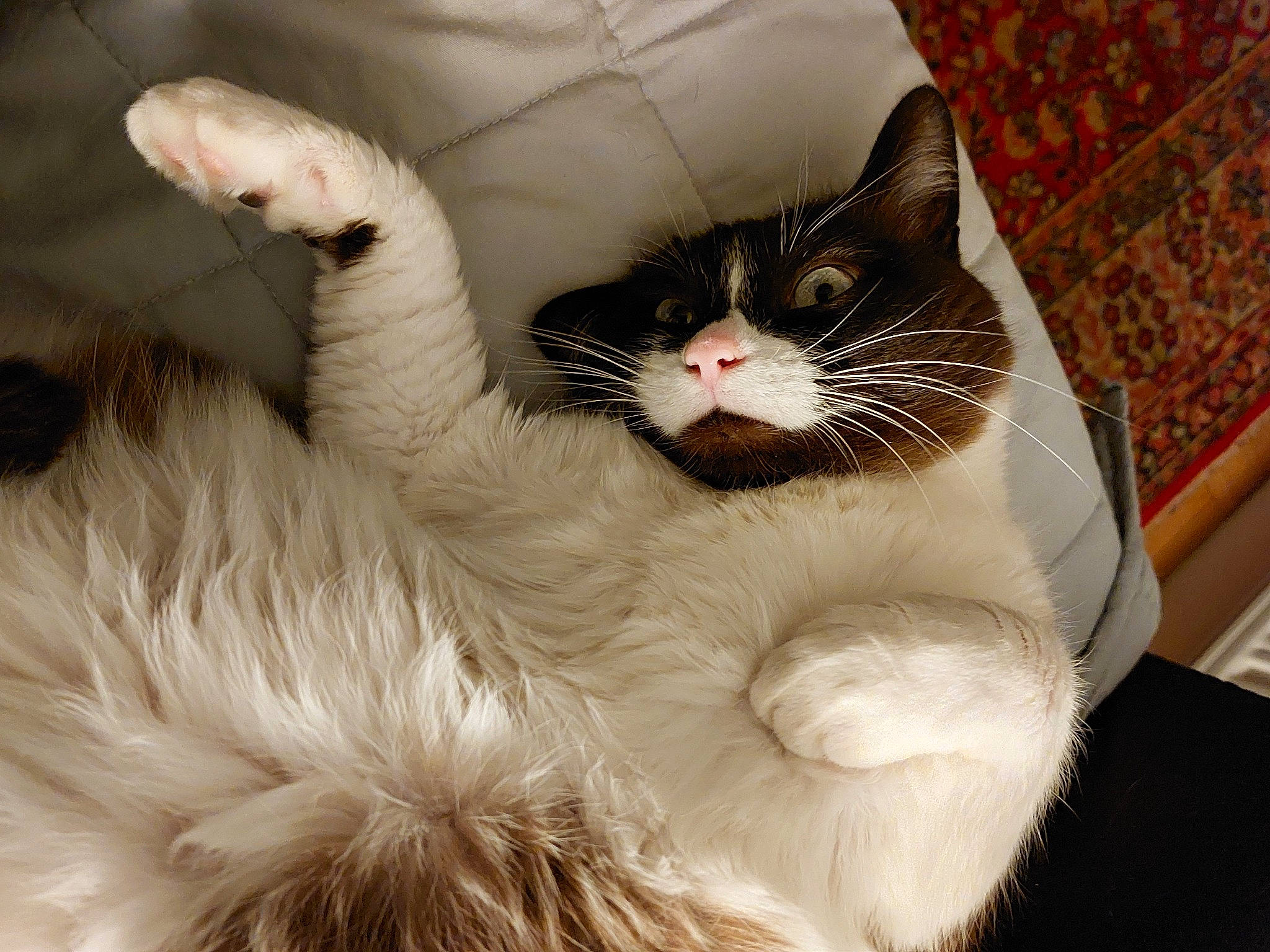 Nomade a rejoint le concours — aidez-le/la à gagner de superbes lots ! carnivore, cat, cat_bed, claw, comfort, domestic_short_haired_cat, ear, eye, fang, felidae, foot, fur, gesture, nap, paw, small_to_medium_sized_cats, snout, tail, terrestrial_animal, whiskers