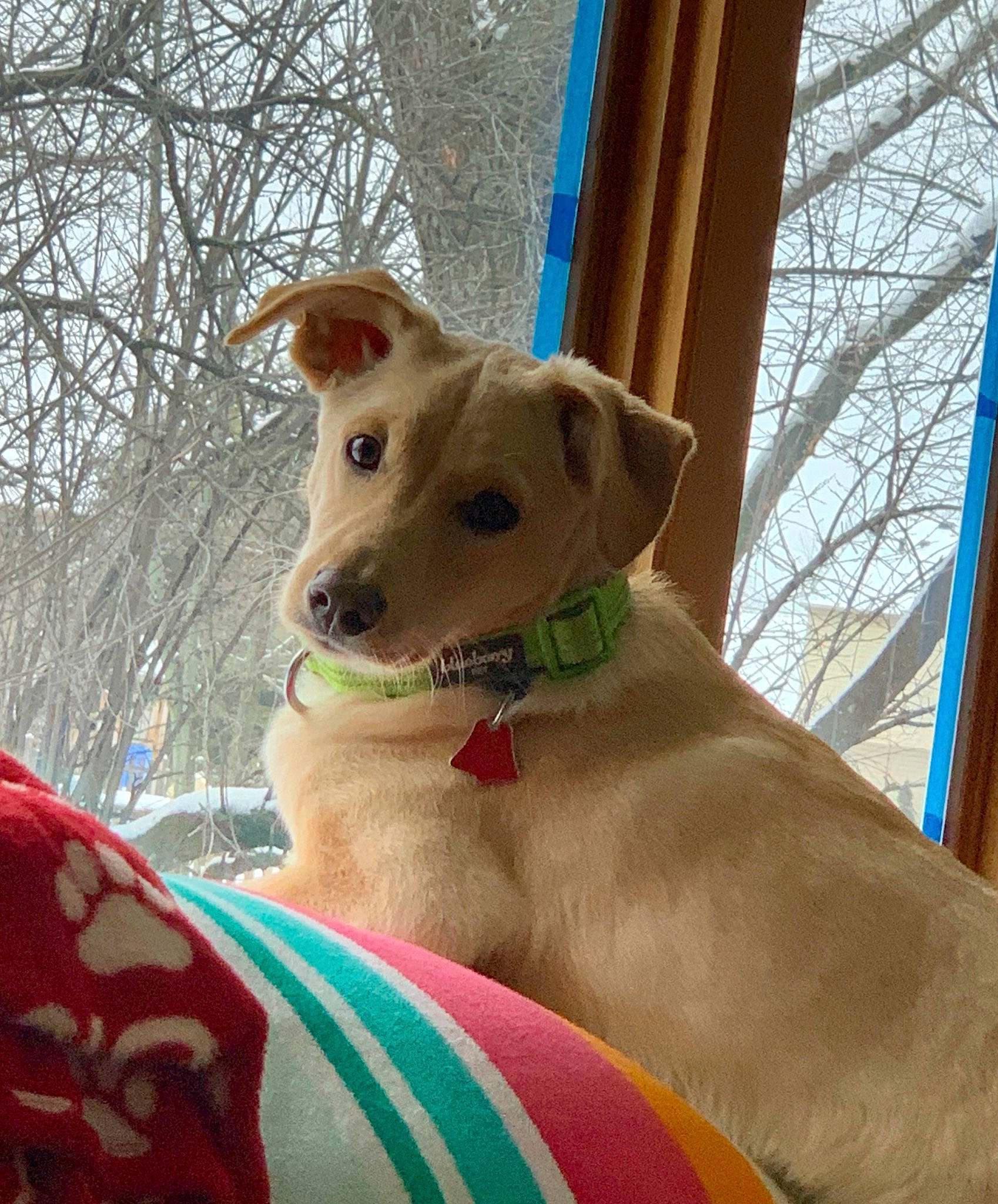 Griffin joined the competition — help win amazing prizes! adventure, canidae, carnivore, collar, companion_dog, dog, dog_breed, dog_clothes, dog_collar, dog_supply, fawn, non_sporting_group, pet_supply, sky, snout, sporting_group, tree, whiskers, wood, working_animal