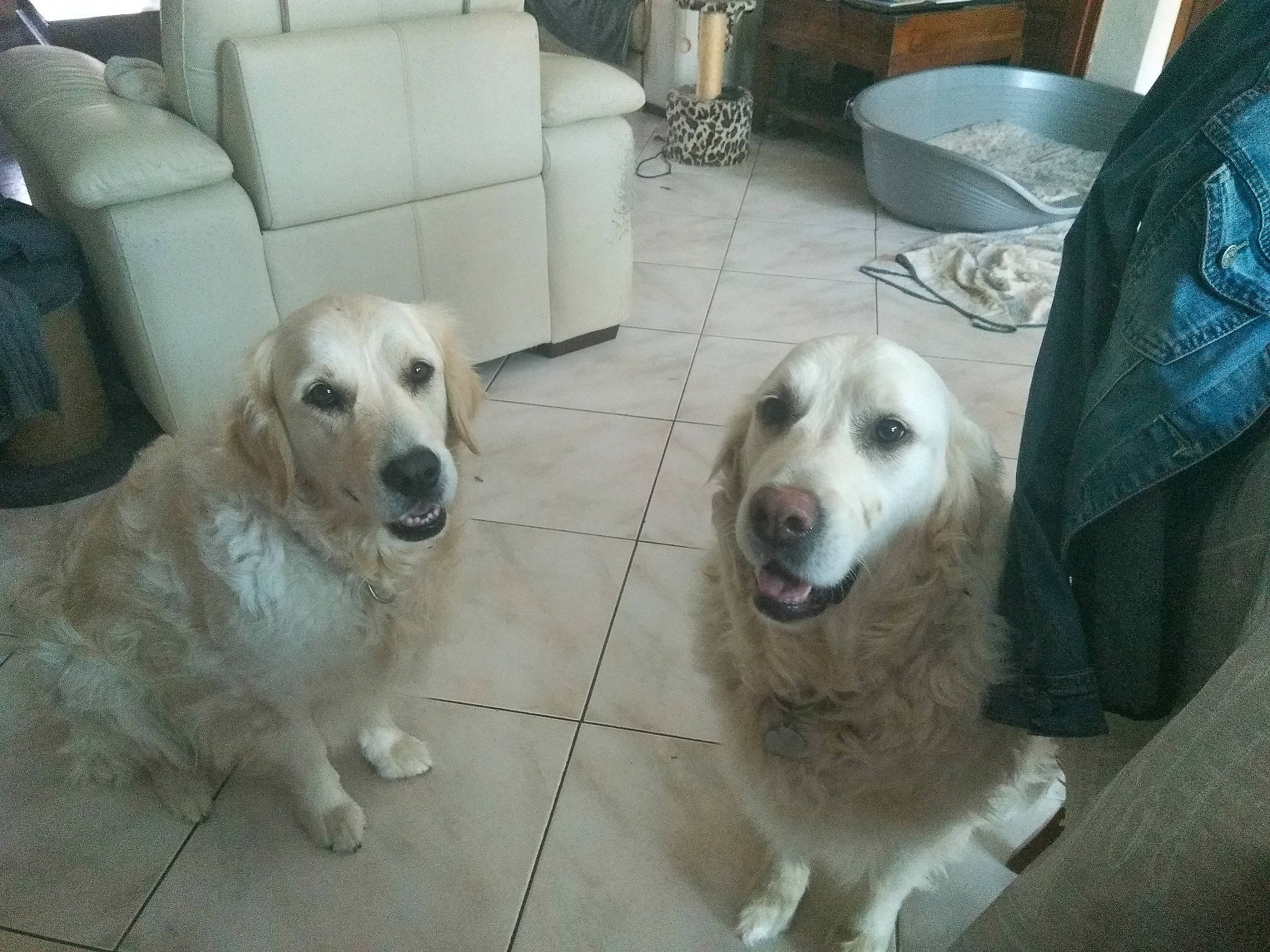 Leika-loona a rejoint le concours — aidez-le/la à gagner de superbes lots ! akbash_dog, canidae, carnivore, companion_dog, dog, dog_breed, fawn, golden_retriever, great_pyrenees, labrador_retriever, livestock_guardian_dog, mammal, maremma_sheepdog, mucuchies, retriever, small_greek_domestic_dog, snout, sporting_group, vertebrate, working_dog