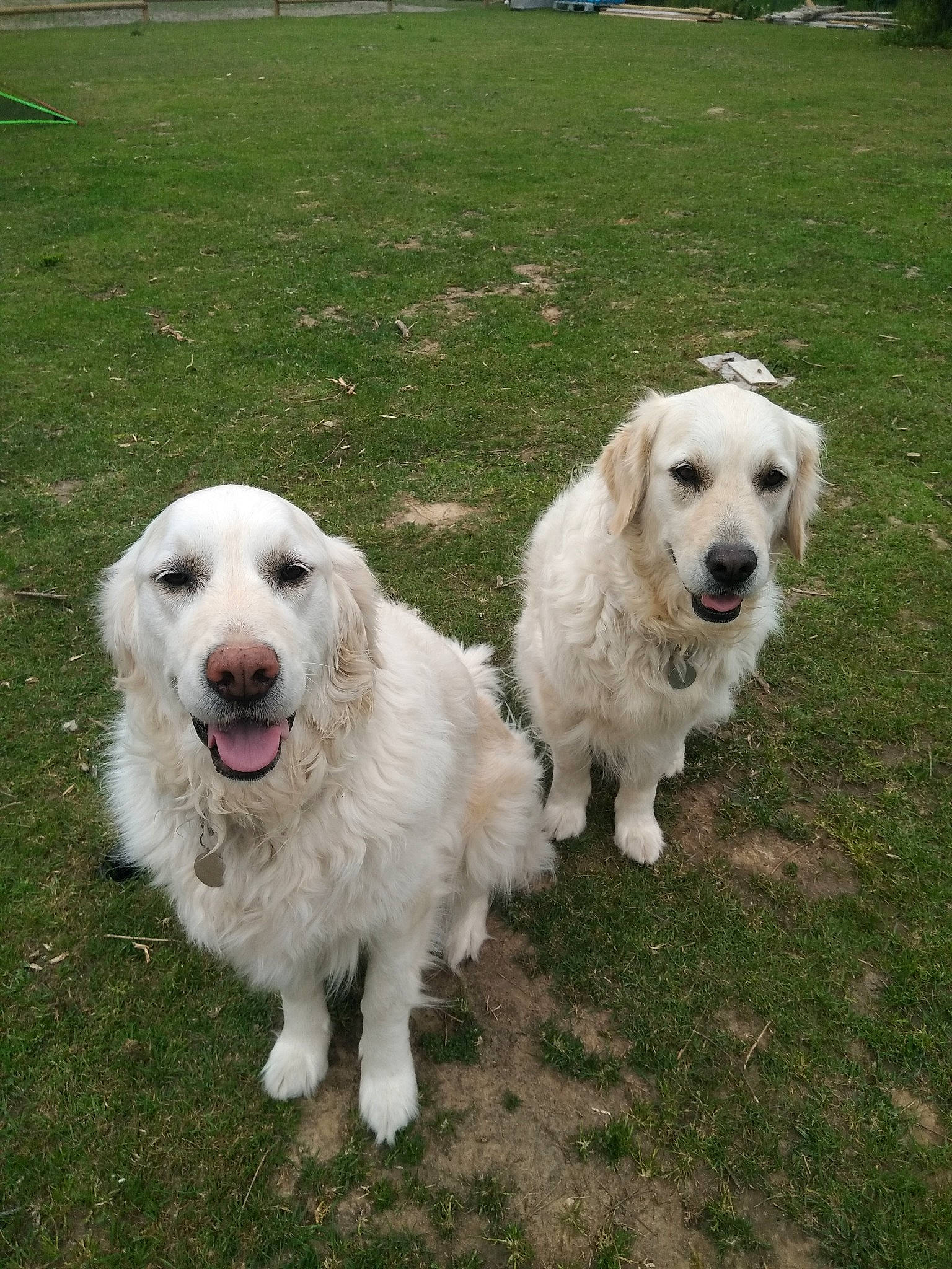 Leika-loona participe au concours pour gagner de l'argent avec cette photo : akbash_dog, canidae, carnivore, companion_dog, dog, dog_breed, great_pyrenees, kuvasz, livestock_guardian_dog, mammal, maremma_sheepdog, mucuchies, polish_tatra_sheepdog, rare_breed_dog, slovak_cuvac, sporting_group, vertebrate