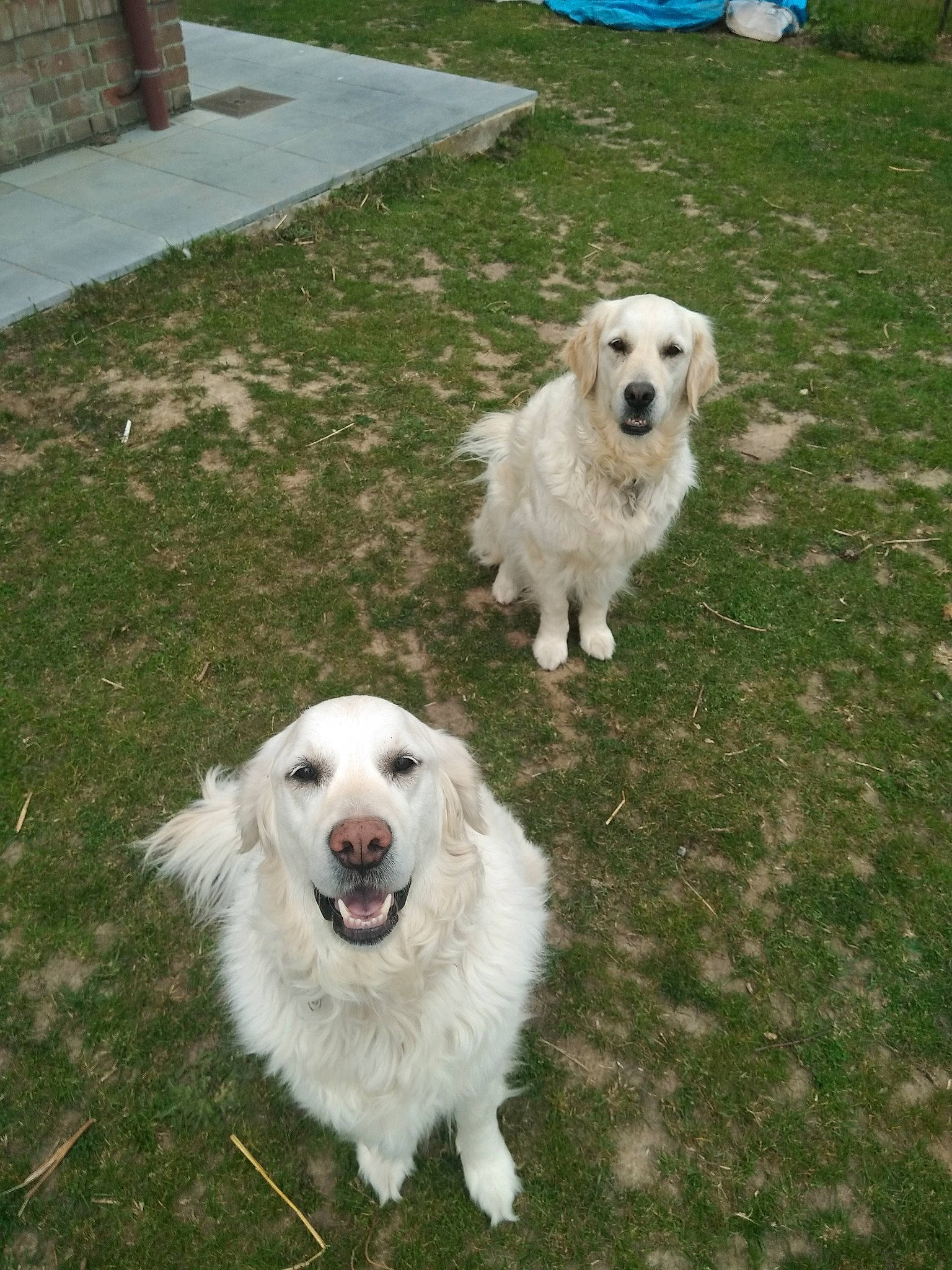 Leika-loona participe au concours pour gagner de l'argent avec cette photo : akbash_dog, canidae, carnivore, companion_dog, dog, dog_breed, golden_retriever, grass, great_pyrenees, kuvasz, livestock_guardian_dog, mammal, maremma_sheepdog, mucuchies, polish_tatra_sheepdog, rare_breed_dog, slovak_cuvac, sporting_group, vertebrate, working_dog