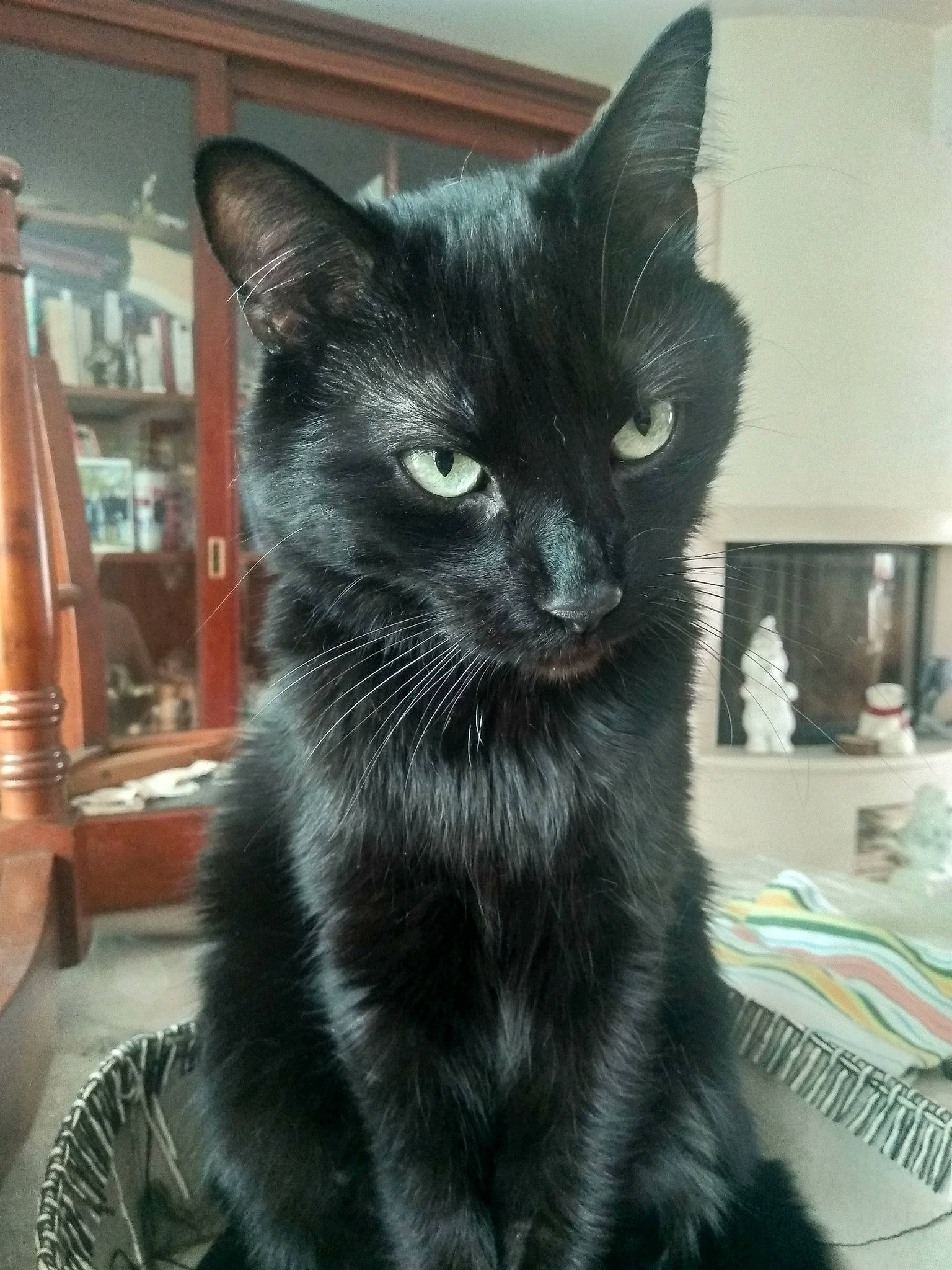 Moustique participe au concours pour gagner de l'argent avec cette photo : asian, black_cat, bombay, carnivore, cat, domestic_short_haired_cat, felidae, kitten, korat, mammal, nebelung, small_to_medium_sized_cats, snout, vertebrate, whiskers