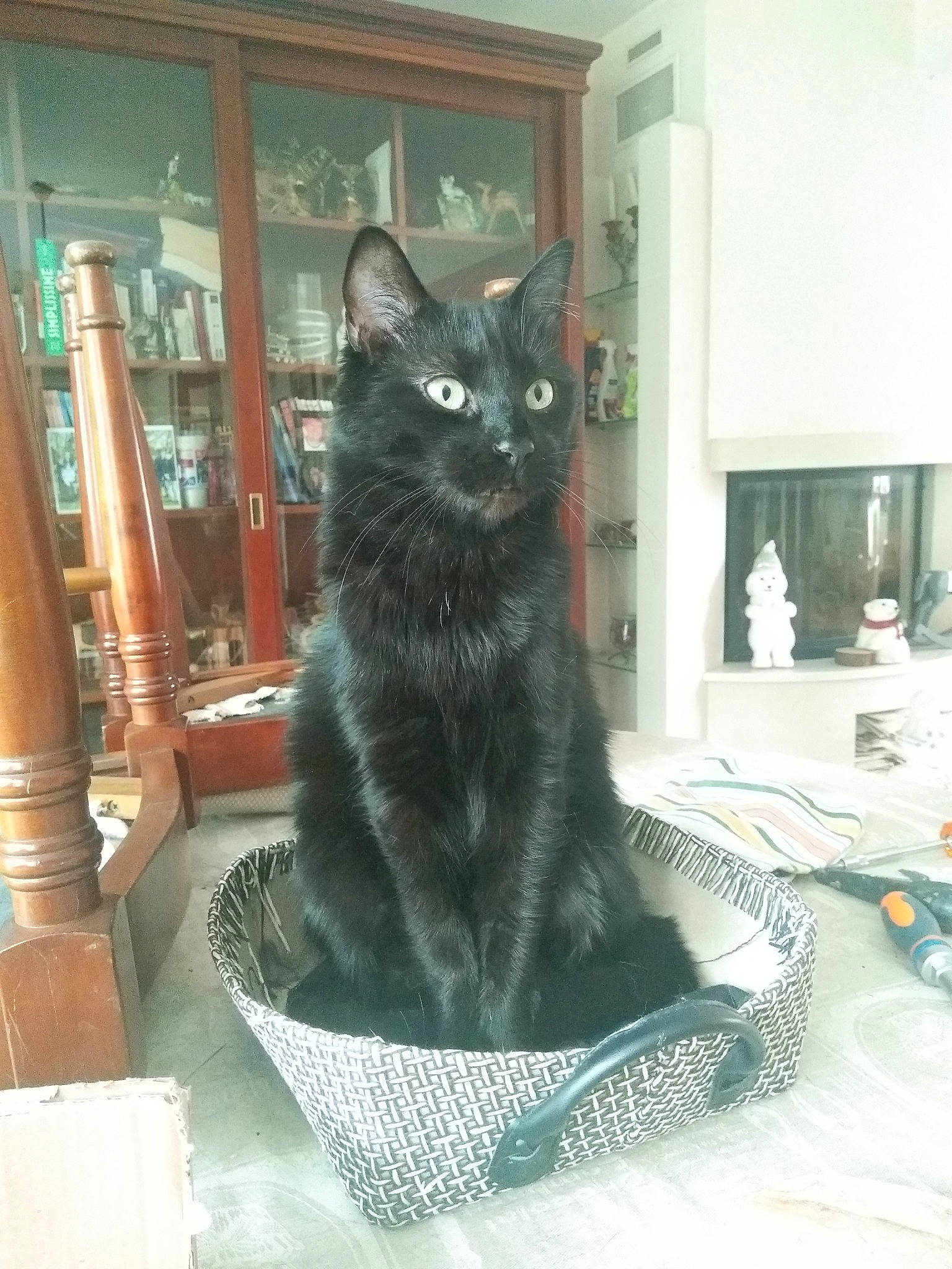 Moustique a rejoint le concours — aidez-le/la à gagner de superbes lots ! asian, black_cat, bombay, carnivore, cat, domestic_short_haired_cat, european_shorthair, felidae, kitten, korat, maine_coon, mammal, nebelung, polydactyl_cat, russian_blue, small_to_medium_sized_cats, turkish_angora, whiskers, window