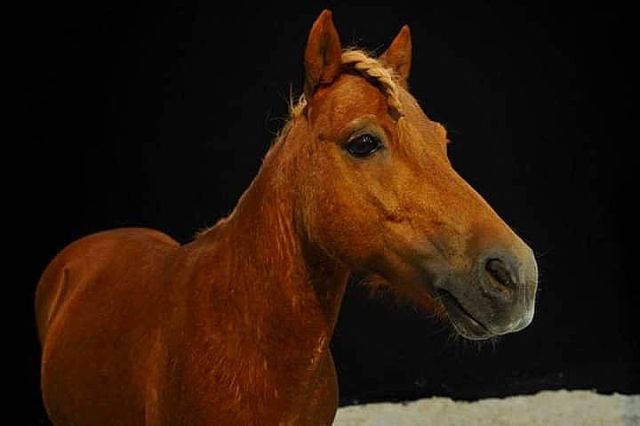 Koka participe au concours pour gagner de l'argent avec cette photo : foal, horse, liver, livestock, mammal, mane, mare, mustang_horse, snout, sorrel, stallion, vertebrate