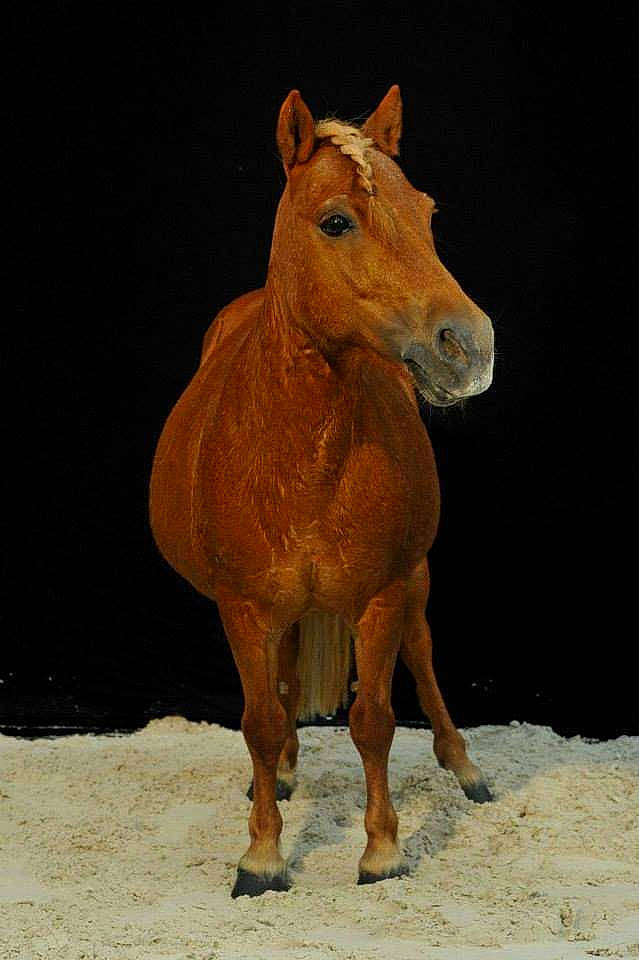 Koka a rejoint le concours — aidez-le/la à gagner de superbes lots ! colt, foal, horse, liver, livestock, mammal, mane, mare, mustang_horse, przewalskis_horse, snout, sorrel, stallion, terrestrial_animal, vertebrate, wildlife