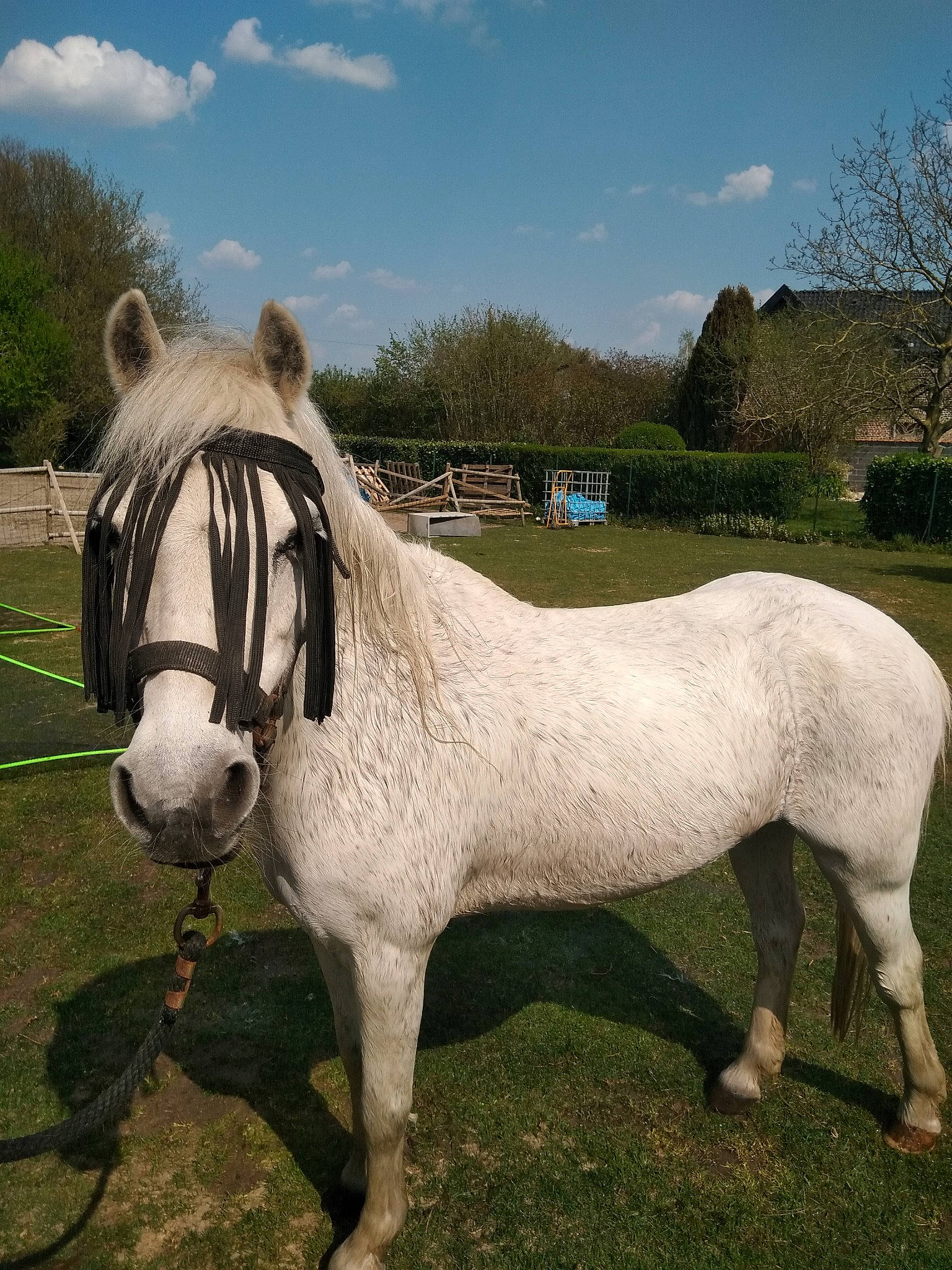Punky participe au concours pour gagner de l'argent avec cette photo : horse, livestock, mammal, mane, mare, mustang_horse, pasture, pony, sky, snout, stallion, vertebrate