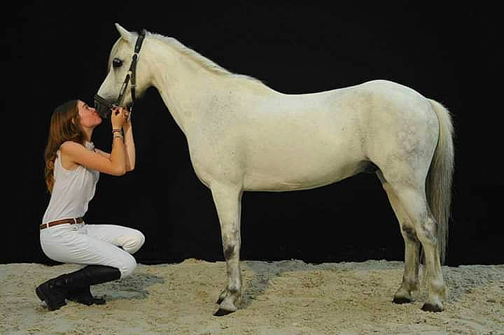 Punky participe au concours pour gagner de l'argent avec cette photo : horse, horse_grooming, horse_supplies, horse_trainer, livestock, mammal, mane, mare, mustang_horse, stallion, vertebrate
