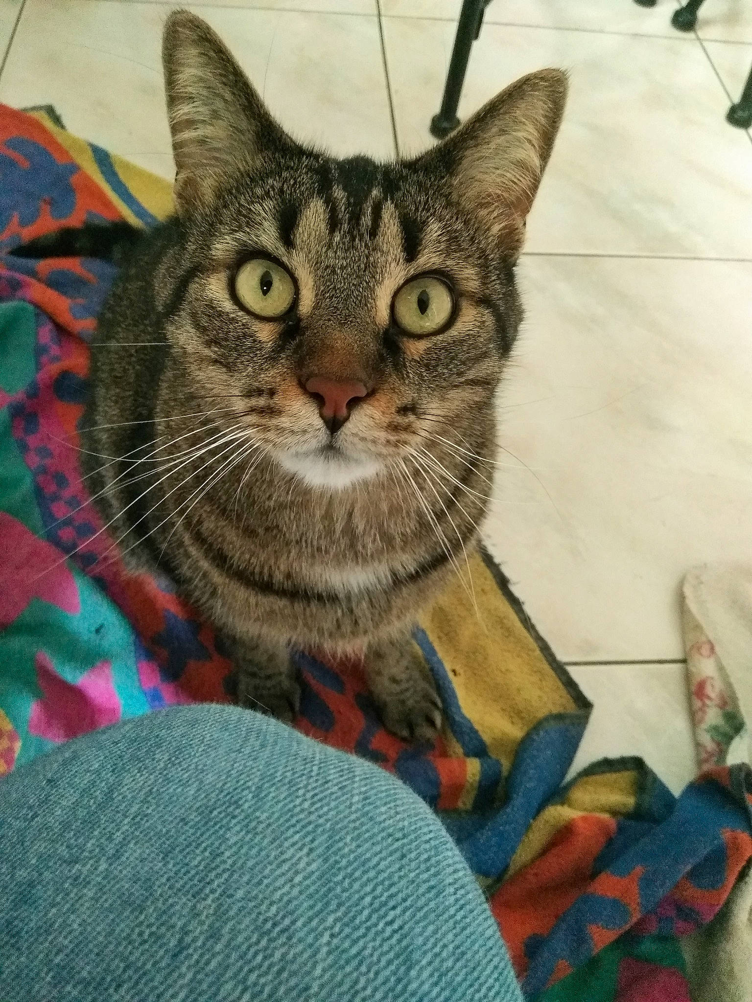 Gipsy a rejoint le concours — aidez-le/la à gagner de superbes lots ! aegean_cat, american_shorthair, asian, california_spangled, carnivore, cat, domestic_short_haired_cat, european_shorthair, felidae, kitten, linens, pixie_bob, quilt, small_to_medium_sized_cats, tabby_cat, textile, whiskers