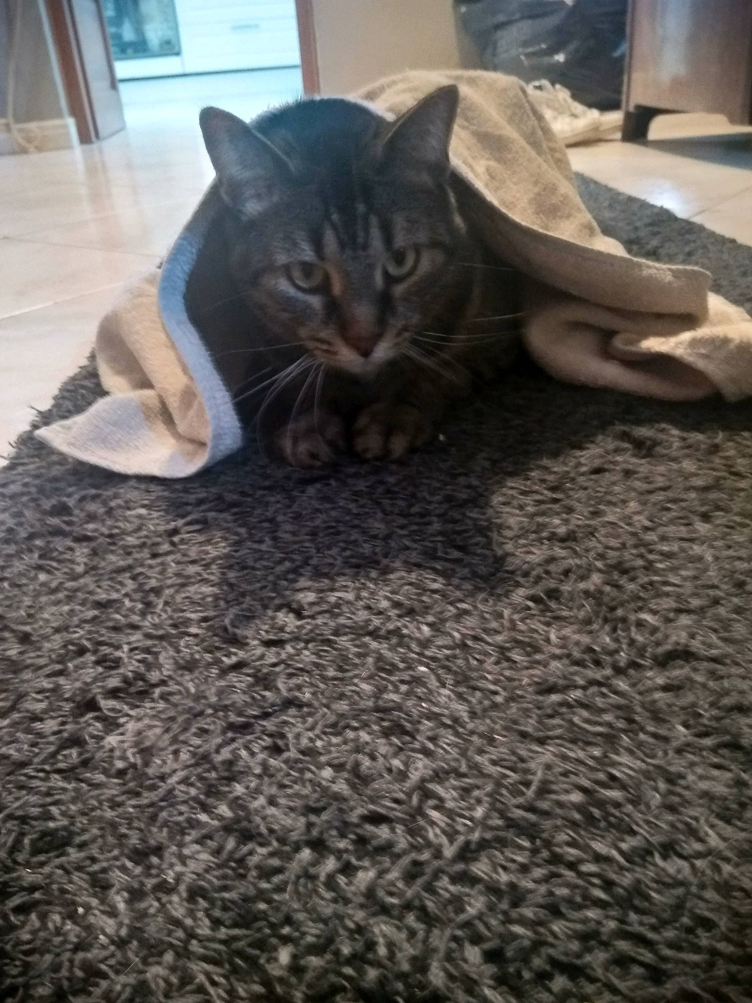 Gipsy participe au concours pour gagner de l'argent avec cette photo : asian, bengal, carnivore, cat, domestic_short_haired_cat, european_shorthair, fawn, felidae, floor, flooring, kitten, mammal, small_to_medium_sized_cats, tabby_cat, whiskers