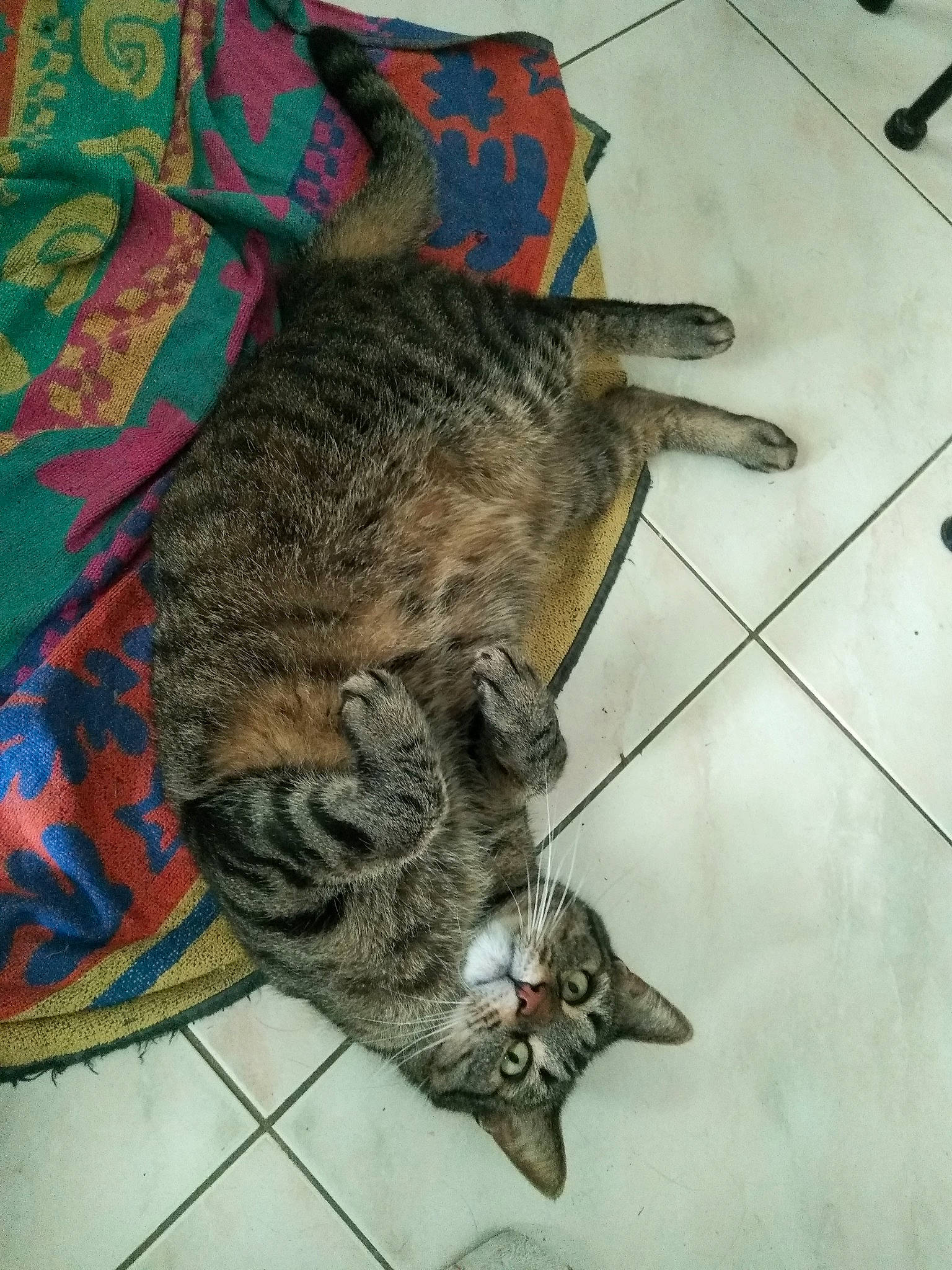 Gipsy participe au concours pour gagner de l'argent avec cette photo : asian, california_spangled, carnivore, cat, domestic_short_haired_cat, dragon_li, european_shorthair, felidae, floor, fur, german_rex, kitten, ocicat, pixie_bob, sleep, small_to_medium_sized_cats, tabby_cat, tail, whiskers, wild_cat