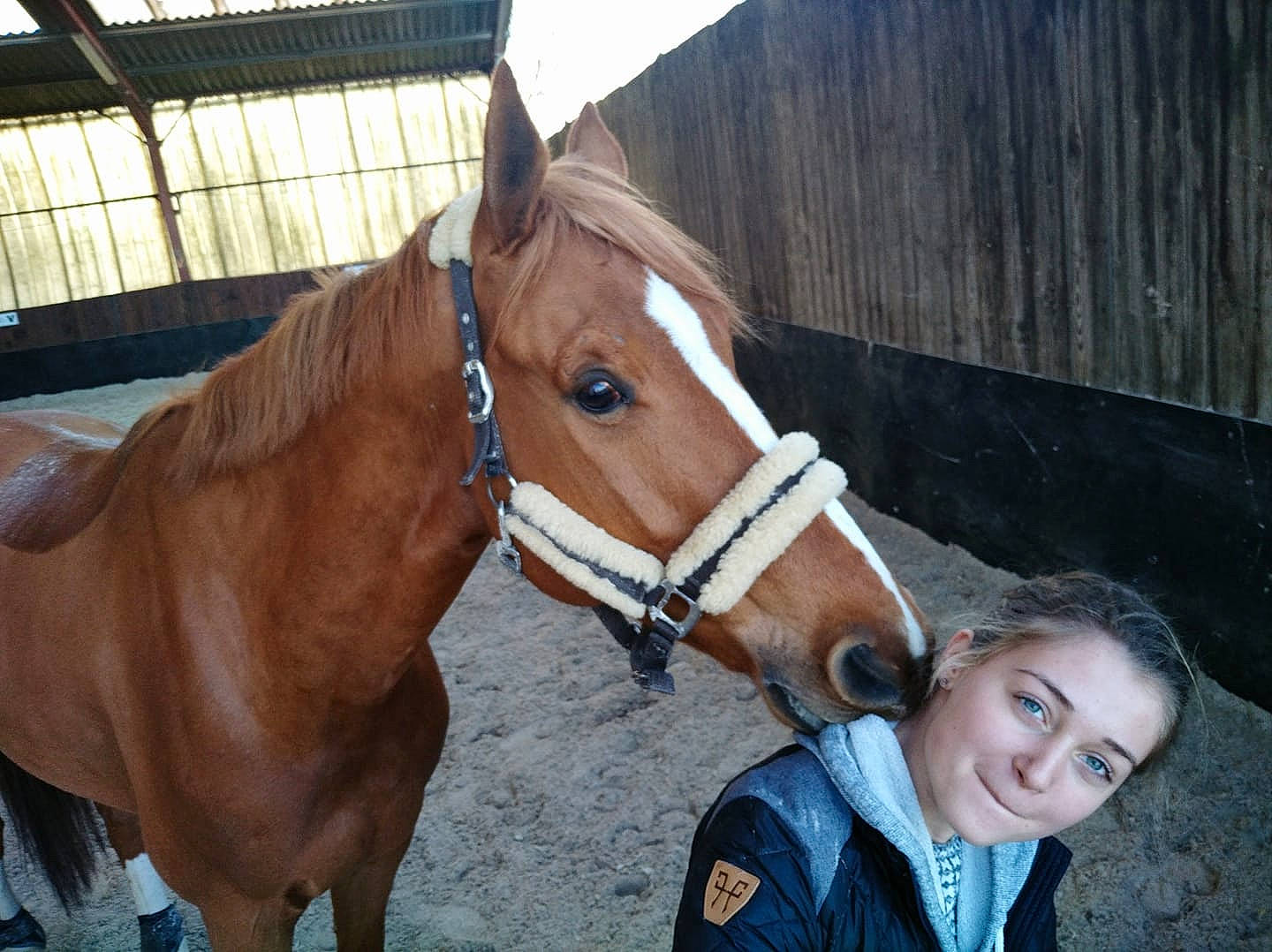 Epi participe au concours pour gagner de l'argent avec cette photo : bit, bridle, halter, horse, horse_grooming, horse_harness, horse_supplies, horse_tack, liver, mammal, mane, mare, mustang_horse, pack_animal, rein, riding_instructor, snout, sorrel, stallion, vertebrate