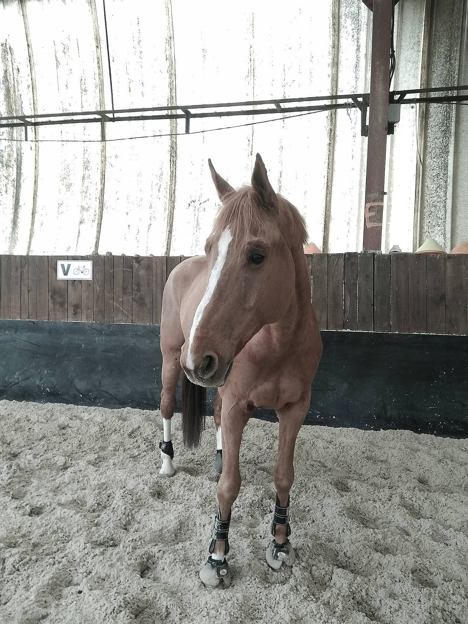 Epi participe au concours pour gagner de l'argent avec cette photo : bridle, colt, eye, horse, horse_supplies, horse_tack, landscape, liver, livestock, mammal, mane, mare, mustang_horse, nose, pack_animal, pony, snout, stallion, vertebrate, working_animal