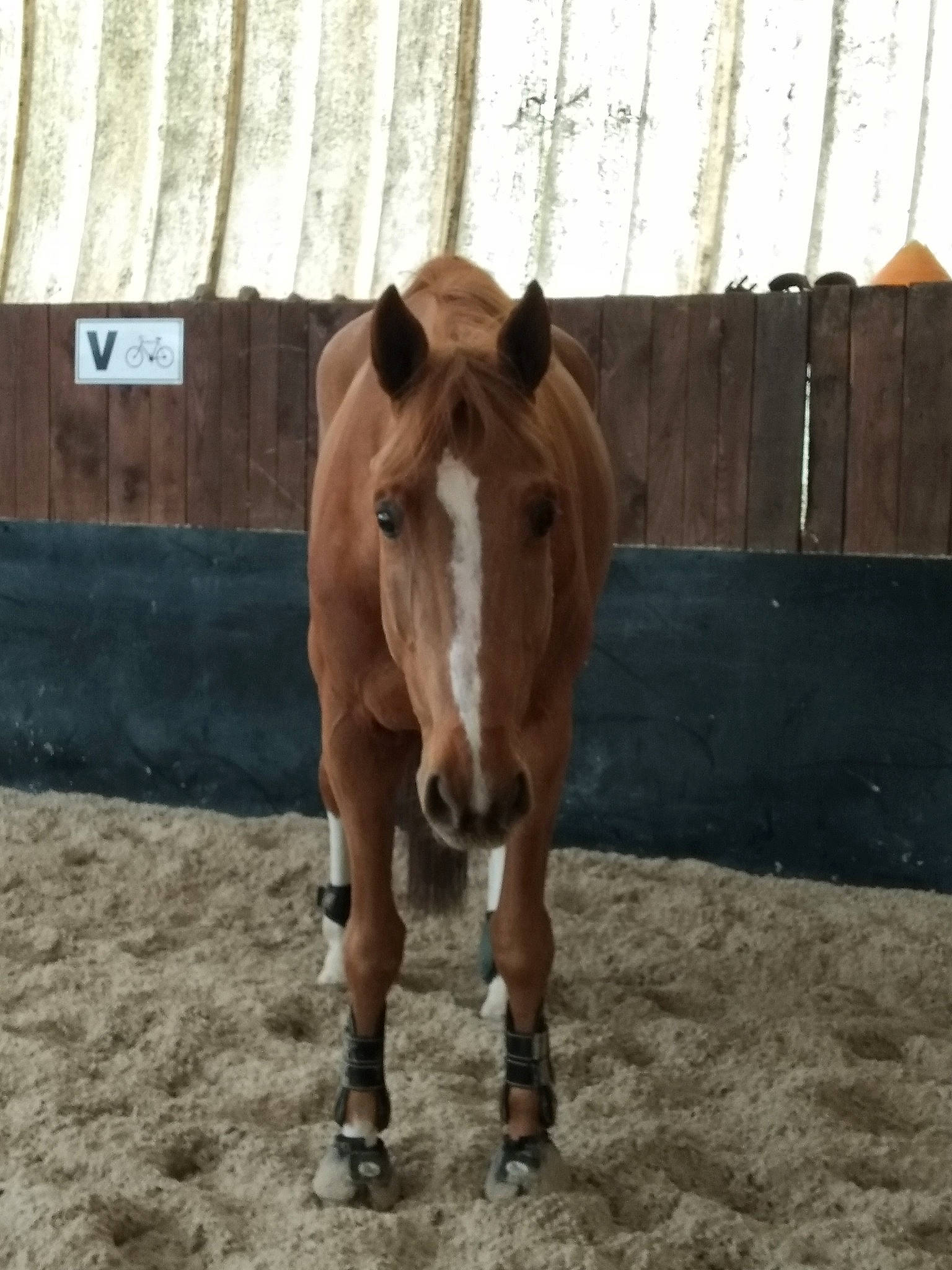 Epi participe au concours pour gagner de l'argent avec cette photo : colt, farm, foal, horse, horse_grooming, horse_supplies, liver, livestock, mammal, mane, mare, mustang_horse, nose, pony, snout, sorrel, stable, stallion, terrestrial_animal, vertebrate
