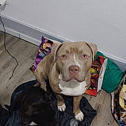 Arès a rejoint le concours — aidez-le/la à gagner de superbes lots ! dog, blanket, pillow, floor, wall, indoor, pet, brown_dog, black_dog, wooden_floor, curious, sitting, cozy, domestic, animal, companions, relaxed, household, fur, cute