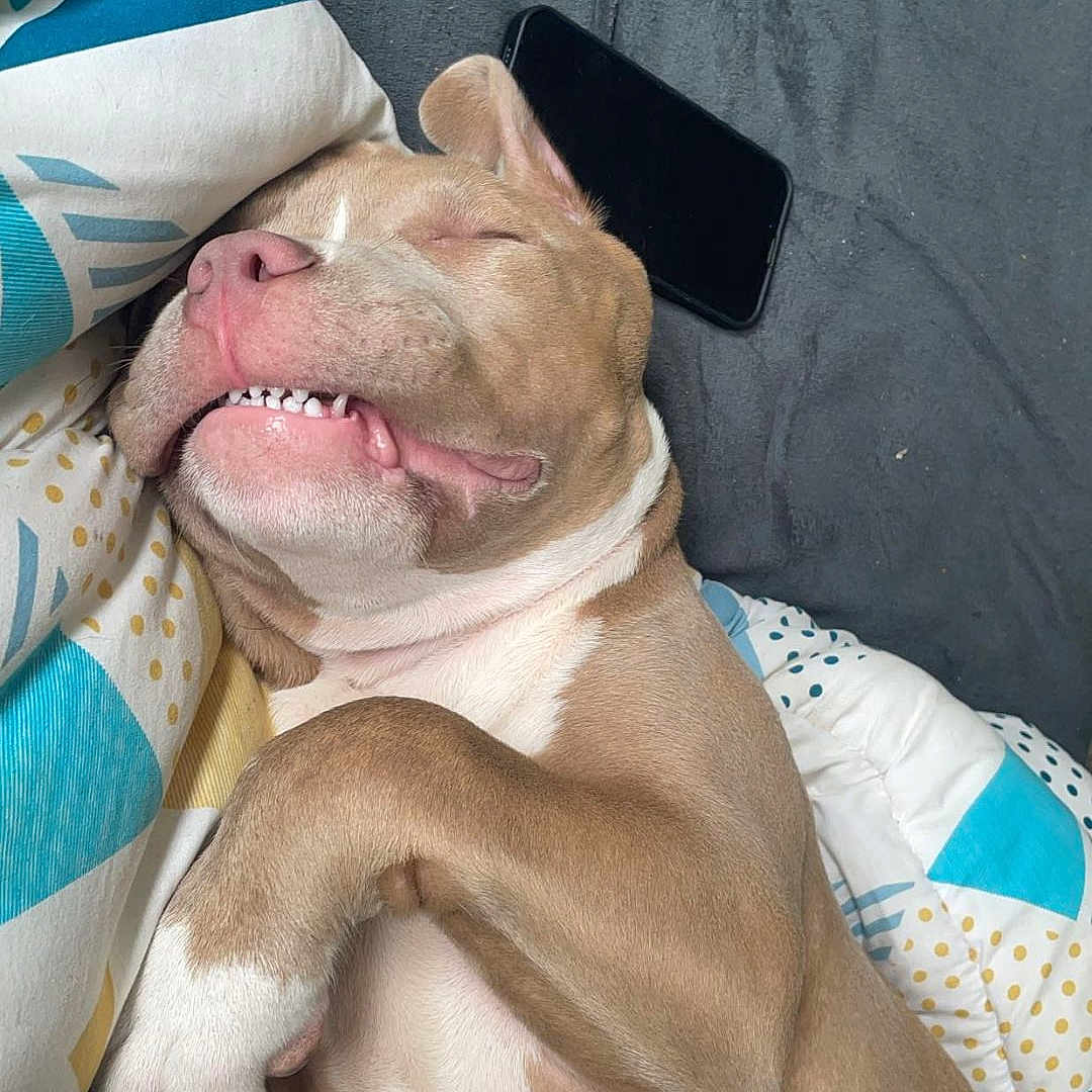 Arès a rejoint le concours — aidez-le/la à gagner de superbes lots ! bed, blanket, brown, canine, closeup, comfort, cozy, cute, dog, fur, indoor, paw, pet, relaxed, resting, sleeping, smartphone, smiling, teeth, white