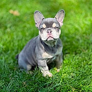 Princess Tovi joined the competition — help win amazing prizes! dog, puppy, french_bulldog, grass, outdoor, pet, animal, sitting, greenery, cute, small_dog, sunlight, nature, canine, fur, ears, snout, portrait, young, daylight
