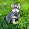 dog, puppy, french_bulldog, grass, outdoor, pet, animal, sitting, greenery, cute, small_dog, sunlight, nature, canine, fur, ears, snout, portrait, young, daylight