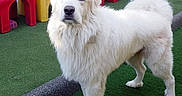 Juicebox is registered to the contest to win money with this photo: dog, white_dog, fluffy, outdoor, playground, green_turf, plastic_play_structures, red, yellow, small_dog, pet, animal, canine, companion, grass, play_area, daylight, fenced_area, two_dogs, curious