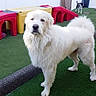 dog, white_dog, fluffy, outdoor, playground, green_turf, plastic_play_structures, red, yellow, small_dog, pet, animal, canine, companion, grass, play_area, daylight, fenced_area, two_dogs, curious