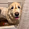 Juicebox is registered to the contest to win money with this photo: dog, golden_retriever, wet_fur, bathtub, bathroom, shower_curtain, pet, canine, tongue_out, muddy, indoor, water, plastic_bottle, white_wall, curtain, closeup, animal, pet_care, happy, muzzle