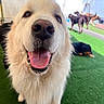 Juicebox joined the competition — help win amazing prizes! dog, white_dog, tongue_out, close_up, happy, outdoor, green_turf, fenced_yard, sunny, multiple_dogs, fluffy, pet, animal, canine, playful, smiling, large_dog, background, nature, daylight