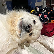 Juicebox joined the competition — help win amazing prizes! dog, white_dog, pet, lying_down, bed, blanket, indoor, fur, nose, face, animal, cute, cozy, resting, looking, domestic_animal, portrait, close_up, home, relaxed