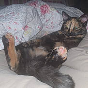 Pussy participe au concours pour gagner de l'argent avec cette photo : cat, tortoiseshell, bed, blanket, paw, relaxed, indoor, feline, cozy, resting, floral, comfort, cute, pet, sleepy, animal, fur, pink_paw_pads, domestic, soft