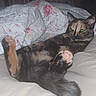 cat, tortoiseshell, bed, blanket, paw, relaxed, indoor, feline, cozy, resting, floral, comfort, cute, pet, sleepy, animal, fur, pink_paw_pads, domestic, soft