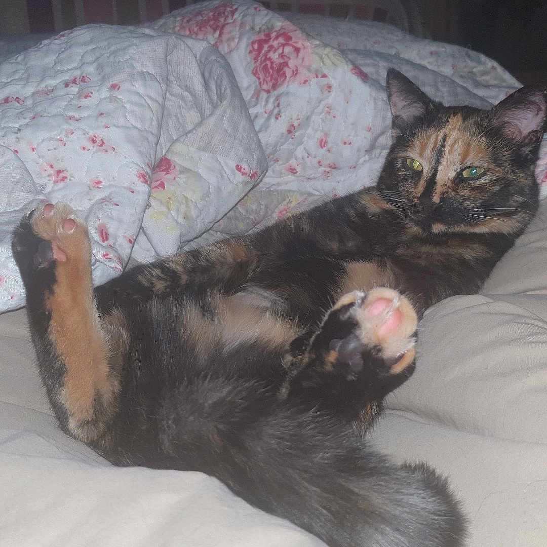 Pussy