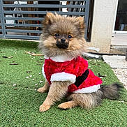 Malya a rejoint le concours — aidez-le/la à gagner de superbes lots ! animal, black_belt, christmas, costume, cute, dog, fluffy, fur, grass, holiday_outfit, outdoor, pet, pet_fashion, pomeranian, portrait, puppy, red_clothing, sitting, small_dog, white_fur_trim