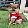 animal, black_belt, christmas, costume, cute, dog, fluffy, fur, grass, holiday_outfit, outdoor, pet, pet_fashion, pomeranian, portrait, puppy, red_clothing, sitting, small_dog, white_fur_trim
