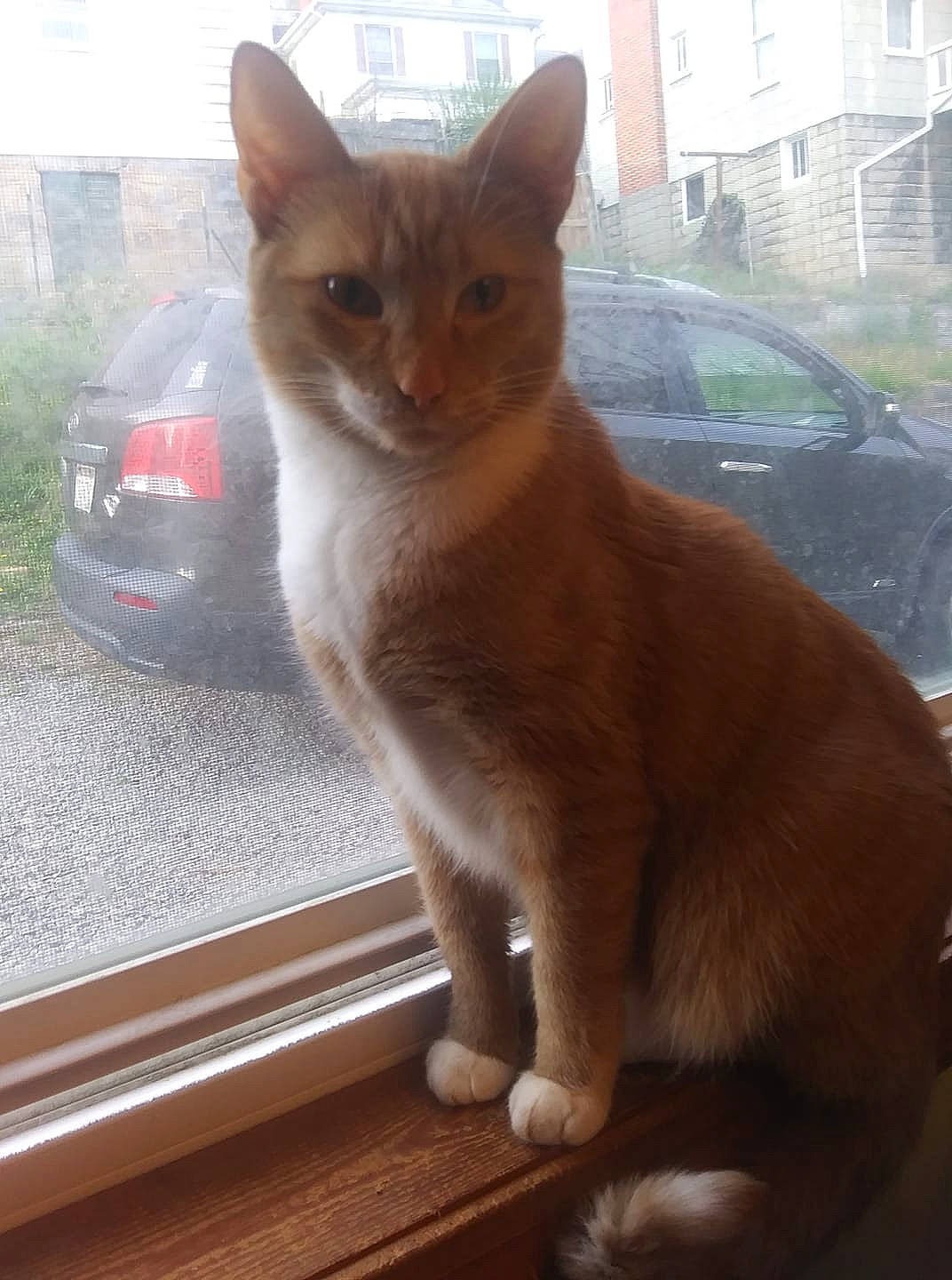 Nova Sunshine joined the competition — help win amazing prizes! abyssinian, aegean_cat, arabian_mau, asian, burmese, carnivore, cat, domestic_short_haired_cat, fawn, felidae, german_rex, kitten, mammal, ojos_azules, polydactyl_cat, small_to_medium_sized_cats, tail, vertebrate, whiskers, window