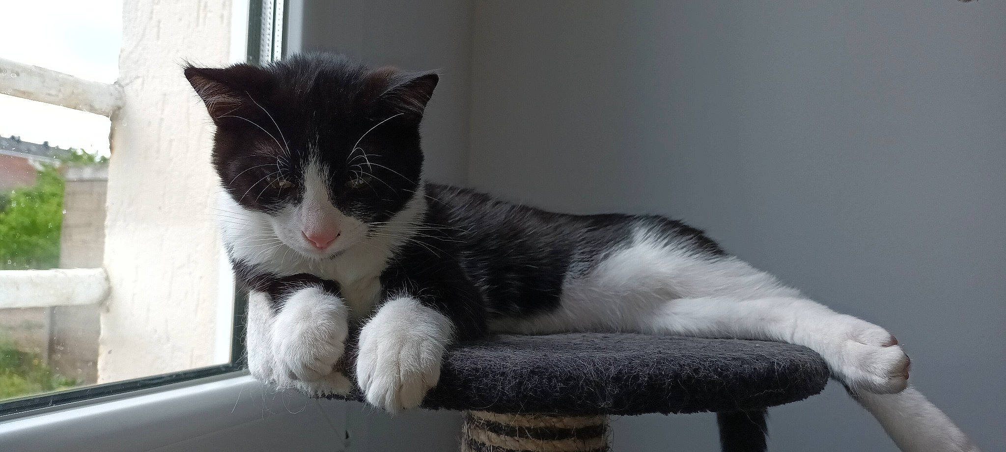 Tio participe au concours pour gagner de l'argent avec cette photo : carnivore, cat, comfort, domestic_short_haired_cat, felidae, fur, grey, paw, small_to_medium_sized_cats, snout, tail, whiskers, window