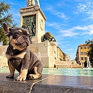 Brice participe au concours pour gagner de l'argent avec cette photo : dog, french_bulldog, fountain, monument, statue, outdoor, city, architecture, blue_sky, water, park, portrait, sitting, short_coat, brindle, serious_expression, sunlight, urban_scene, travel, landmark