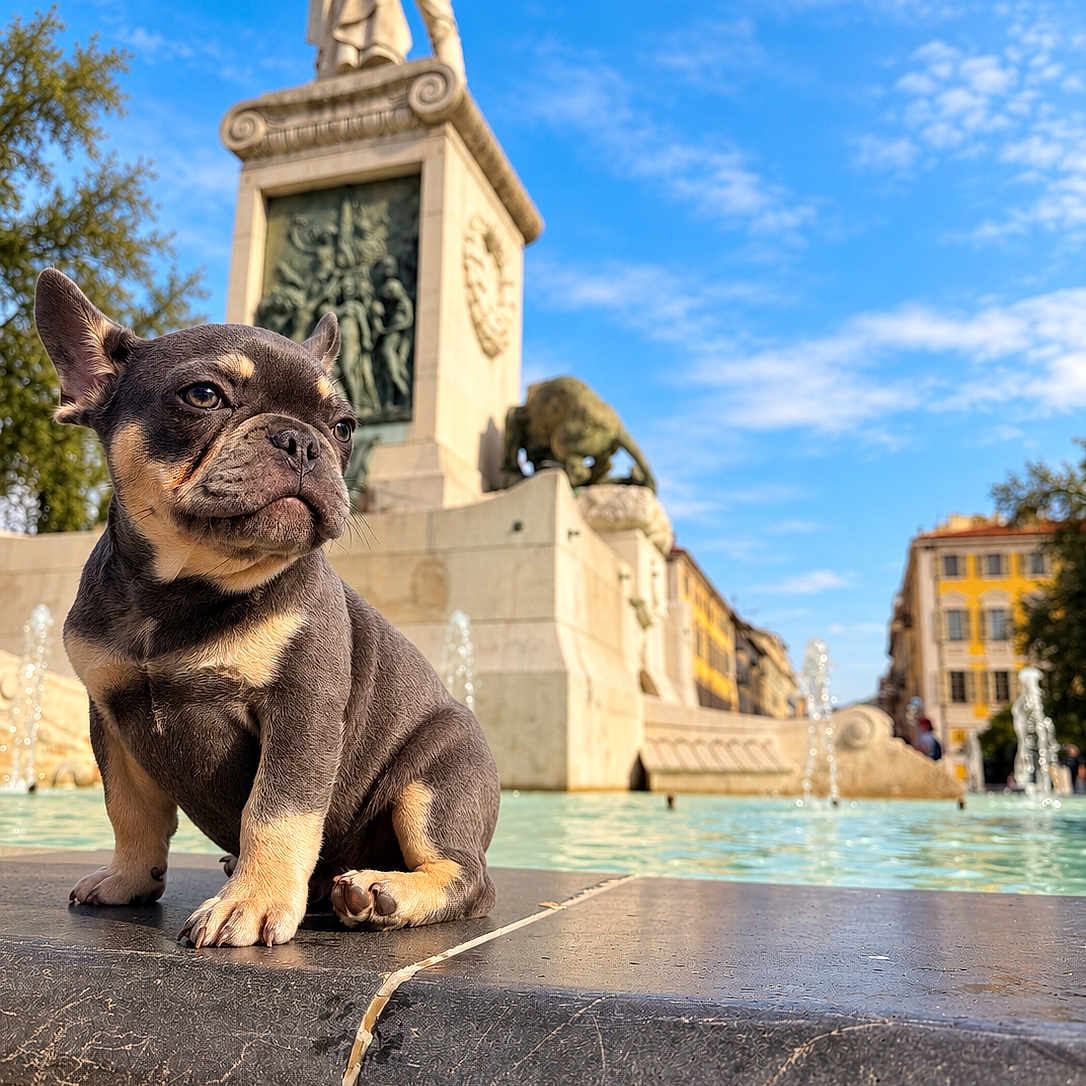 Brice participe au concours pour gagner de l'argent avec cette photo : dog, french_bulldog, fountain, monument, statue, outdoor, city, architecture, blue_sky, water, park, portrait, sitting, short_coat, brindle, serious_expression, sunlight, urban_scene, travel, landmark