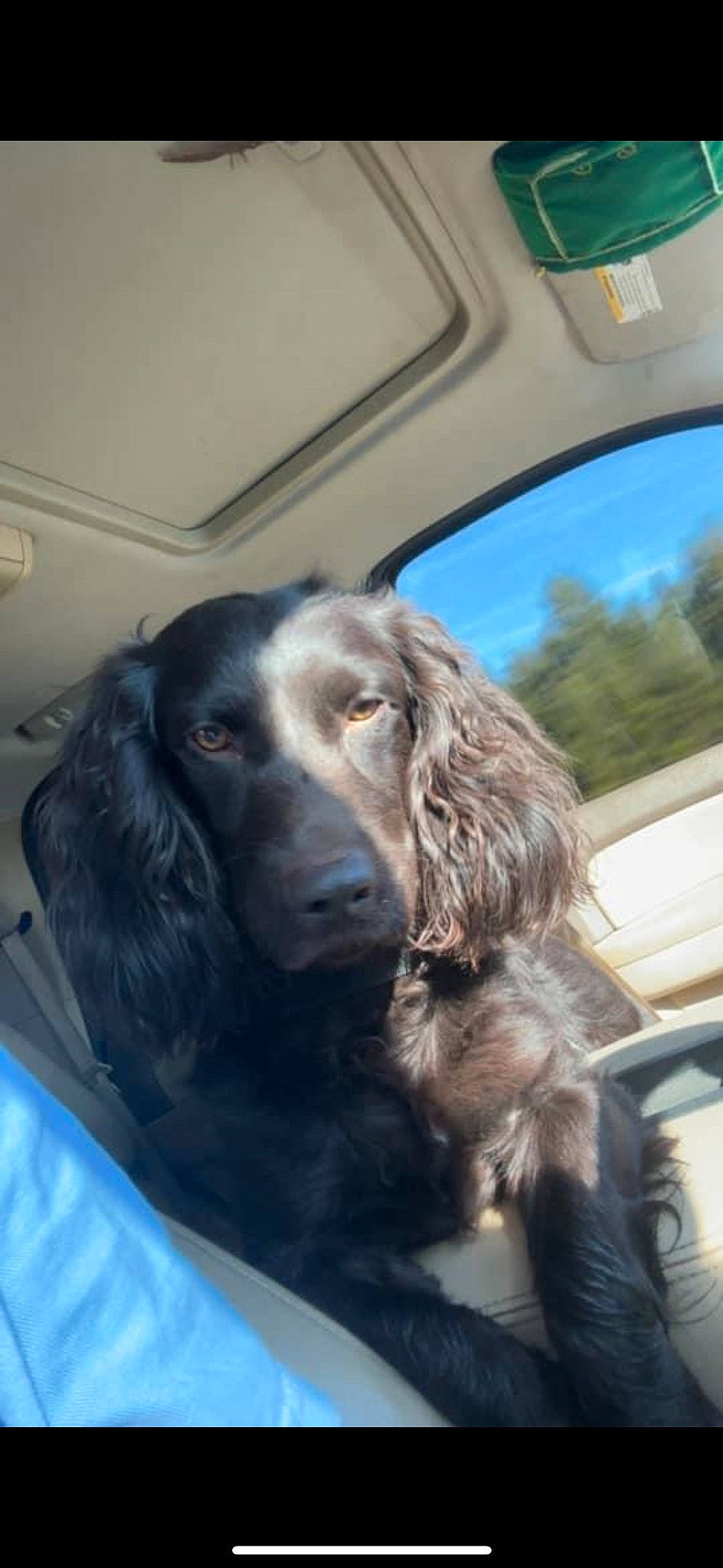 Stud is registered to the contest to win money with this photo: automotive_mirror, canidae, car_seat_cover, carnivore, cocker_spaniel, companion_dog, dog, dog_breed, door, fur, gun_dog, liver, snout, spaniel, sporting_group, vehicle, vehicle_door, window, windshield, working_animal