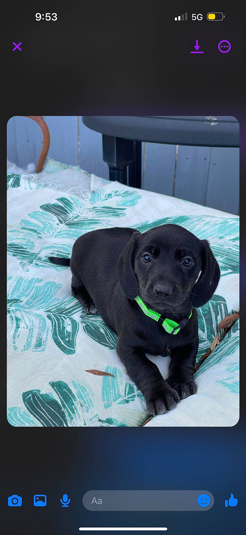 Goose joined the competition — help win amazing prizes! art, borador, canidae, carnivore, comfort, companion_dog, dog, dog_breed, dog_collar, dog_supply, font, fur, gun_dog, linens, liver, rectangle, snout, sporting_group, whiskers, working_animal