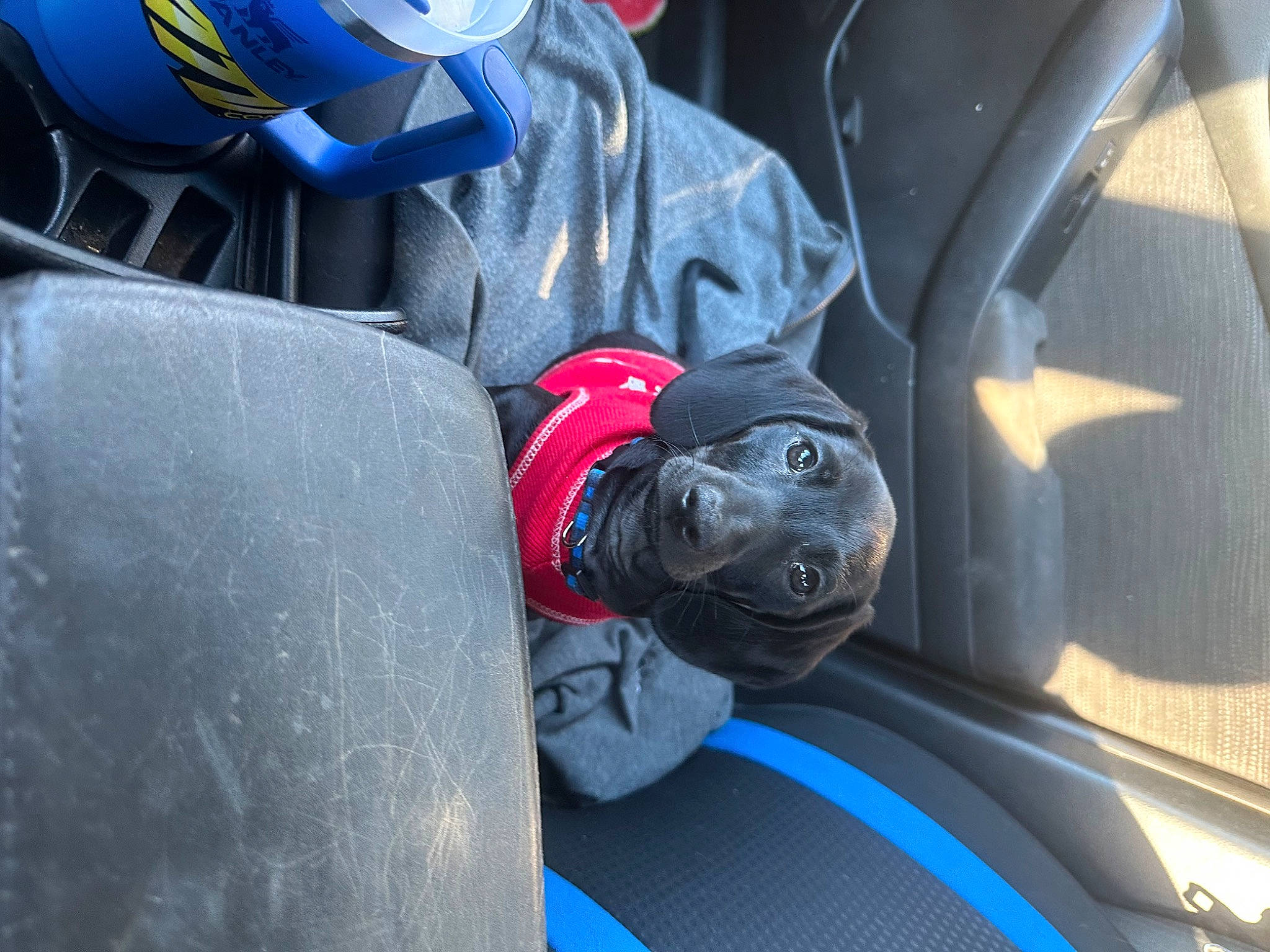 Goose is registered to the contest to win money with this photo: auto_part, automotive_design, automotive_exterior, automotive_tire, automotive_wheel_system, carmine, carnivore, companion_dog, dog, dog_breed, electric_blue, family_car, motor_vehicle, personal_protective_equipment, rim, sports_gear, trunk, vehicle, vehicle_door, windshield