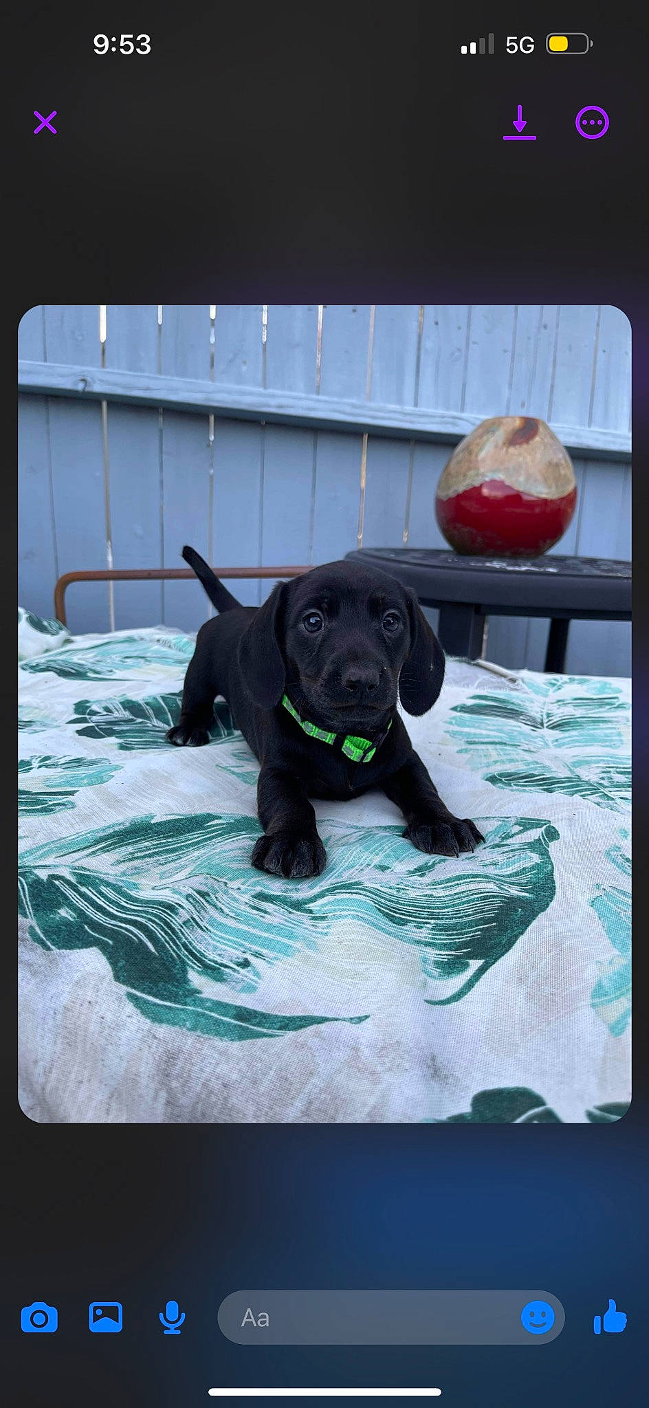 Goose joined the competition — help win amazing prizes! borador, canidae, carnivore, companion_dog, dog, dog_breed, dog_collar, dog_supply, fawn, guard_dog, gun_dog, hunting_dog, labrador_retriever, liver, non_sporting_group, rectangle, retriever, terrestrial_animal, water, working_animal