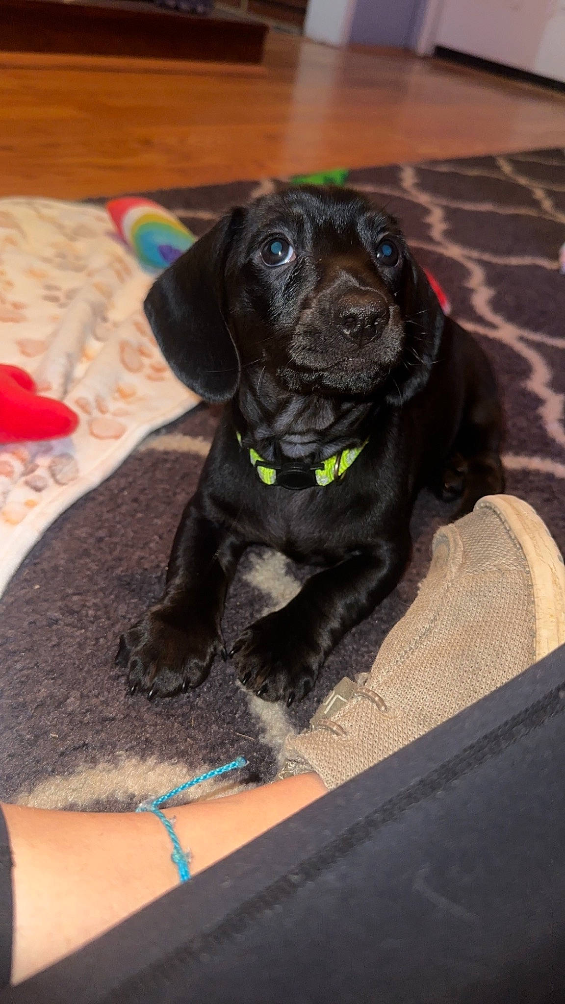 Goose is registered to the contest to win money with this photo: borador, canidae, carnivore, collar, companion_dog, dog, dog_breed, dog_collar, fur, gun_dog, jewellery, labrador_retriever, leash, liver, pet_supply, retriever, sporting_group, whiskers, working_animal, wrist