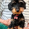 animal, background_blur, black_and_tan, bow_tie, close_up, collar, cute, dog, focus, furry, hand, indoor, person, pet, portrait, puppy, sitting, striped_shirt, table, wood