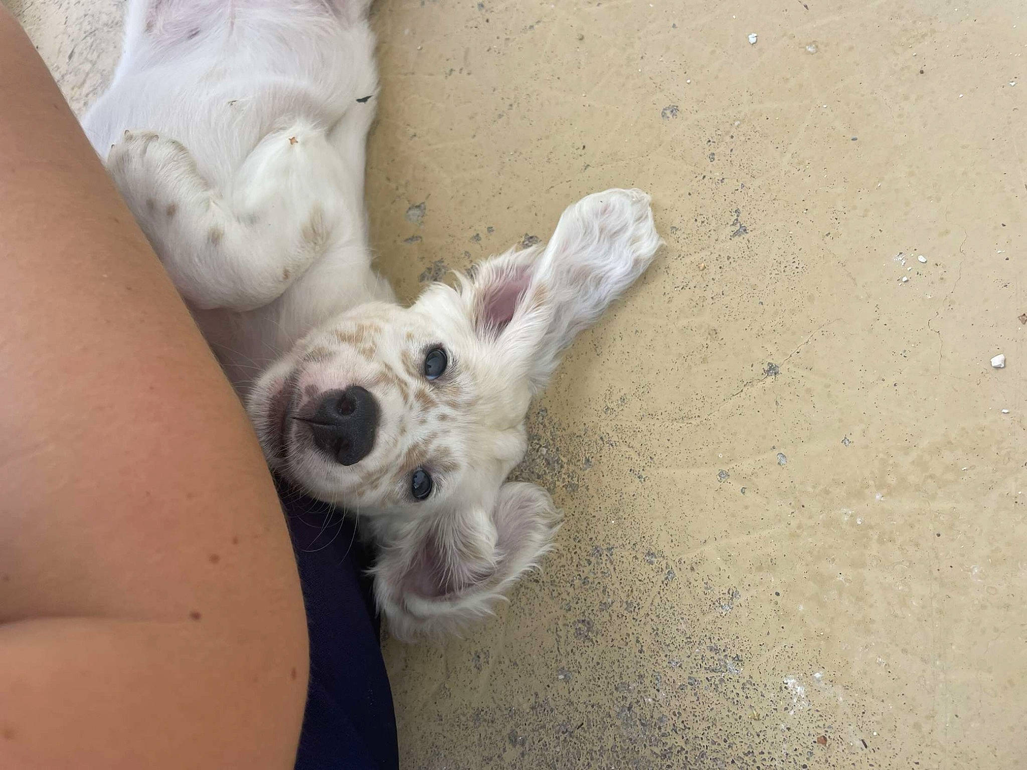 Rox a rejoint le concours — aidez-le/la à gagner de superbes lots ! barefoot, canidae, carnivore, comfort, companion_dog, dog, dog_breed, fawn, foot, gesture, human_body, human_leg, knee, nail, paw, snout, sporting_group, toe, working_animal, wrist