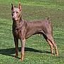 Phoenix Todd Allen is registered to the contest to win money with this photo: doberman, dog, canine, pet, animal, grass, outdoor, standing, alert, ears_up, brown_coat, muscular, sunlight, nature, mammal, portrait, domestic_animal, vigilant, field, healthy