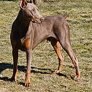Phoenix Todd Allen is registered to the contest to win money with this photo: doberman, dog, canine, pet, outdoor, grass, alert, ears_up, sunlight, animal, mammal, standing, guard, nature, daylight, brown, tan, short_hair, watchful, companion