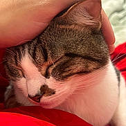 Mookie joined the competition — help win amazing prizes! affection, animal, cat, close_up, comfort, cozy, cute, domestic_animal, face, feline, fur, hand, indoor, mammal, pet, red_blanket, relaxation, resting, sleeping, whiskers