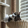 Mookie joined the competition — help win amazing prizes! animal, beige, cat, cat_tree, cozy, curious, ears, feline, hammock, home, indoor, light, pet, portrait, relaxed, scratching_post, soft_texture, tabby, whiskers, window_blinds
