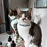 Mookie is registered to the contest to win money with this photo: bathroom, bottle, cat, collar, counter, domestic_animal, ears, face, feline, fur, indoor, mirror, pet, reflection, sink, sitting, tabby_cat, toiletries, whiskers, white_cat